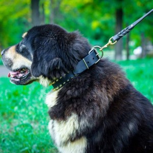 Поводок из кожи для тибетского мастифа «Amazing stroll»